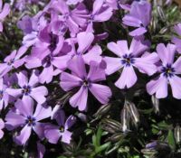 Purple Beauty Phlox Sublata Purple Beauty