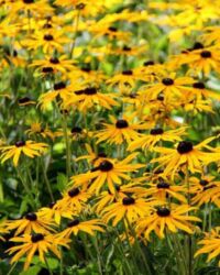 Little Goldstar Rudbeckia Little Goldstar