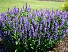 Blue Hill Salvia Blue Hill