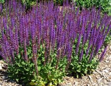 East Friesland Salvia East Friesland