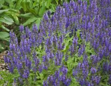 Marcus Salvia Marcus