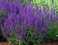 Maynight Salvia Maynight