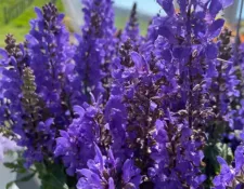 Noble Knight Salvia Noble Knight