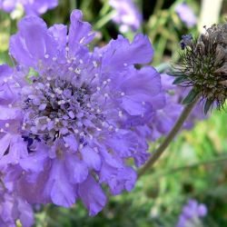 Butterfly Blue Scabiosa Butterfly Blue