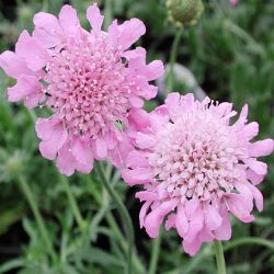 Pink Mist Scabiosa Pink Mist