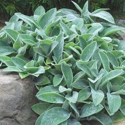 Lambs Ear Stachys Lambs Ear
