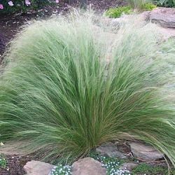 Pony Tail Grass Stipa Pony Tail Grass