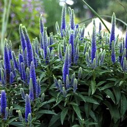 Royal Candles Veronica Spicata Royal Candles