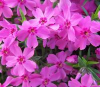 Crimson Beauty Phlox Crimson Beauty