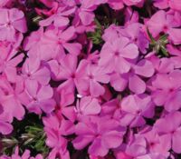 Drummond's Pink Phlox Drummond's Pink