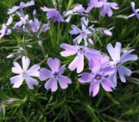 Emerald's Cushion Phlox Cushion Emerald Blue