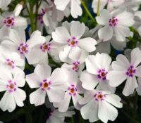 Amazing Grace Phlox Subulata Amazing Grace