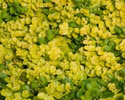 Lysmachia Creeping Jenny Planted Pathways Lysmachia Creeping Jenny