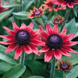Cherry Brand Rudbeckia Cherry Brand