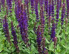 Caradonna Saliva Caradonna