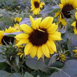 Ballad Superb Sunflowers Ballad