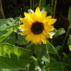 Choco Sun (Dwarf) Superb Sunflowers Choco Sun