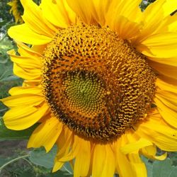 Mammoth Superb Sunflowers Mammoth