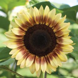 Procut Bicolor Superb Sunflowers Procut Bicolor