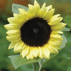 Procut Lemon Superb Sunflowers Procut Lemon