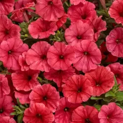 Mini Vista Scarlet Petunia Supertunia Mini Vista Scarlet