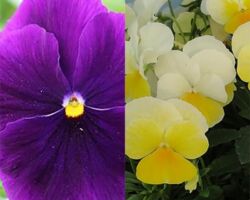 Viola Basket Combination #1 Viola Basket Combination #1