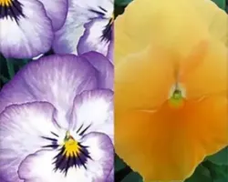 Viola Basket Combination #2