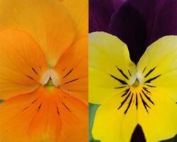 Viola Basket Combination #3