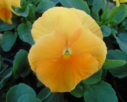 Clear Orange Viola Color Max Clear Orange