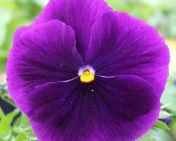 Clear Purple Viola Color Max Clear Purple