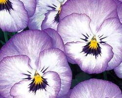 Icy Blue Viola Color Max Icy Blue