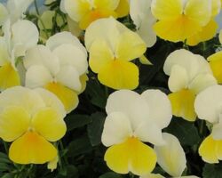 Lemon Splash Viola Color Max Lemon Splash