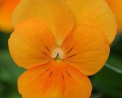 Orange Viola Color Max Orange
