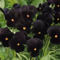 Black Delight Viola Sorbet Black Delight