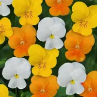 Citrus Mix Viola Sorbet Citrus Mix