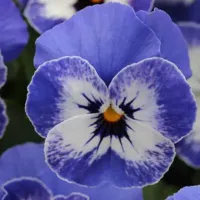 Delft Blue Viola Sorbet Delft Blue