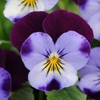 Denim Jump Up Viola Sorbet Denim Jump Up