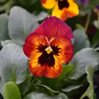 Fire Viola Sorbet Fire