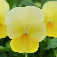 Lemon Chiffon Violet Sorbet Lemon Chiffon