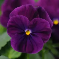 Purple Viola Sorbet Purple