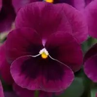 Rose Blotch Viola Sorbet Rose Blotch