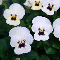 White Blotch Viola Sorbet White Blotch