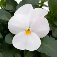 White Viola Sorbet White