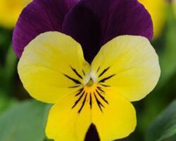 Yellow Jump Up Viola Sorbet Yellow Jump Up