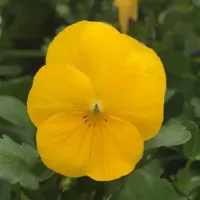 Yellow Viola Sorbet Yellow