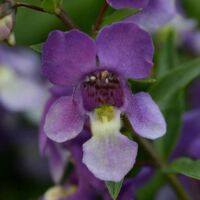 Blue Bird Angelonia Angelmist Blue Bird