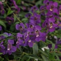 Dark Purple Angelonia Angelmist Dark Purple