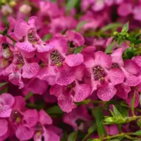 Pink Angelonia Angelmist Pink