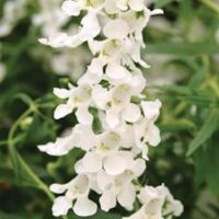 White Angelonia Angelmist White