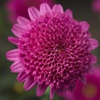 Rose Argyranthemum Sassy Rose